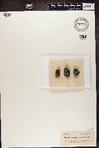 thumbnail image of current specimen
