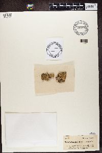 Eopyrenula leucoplaca image