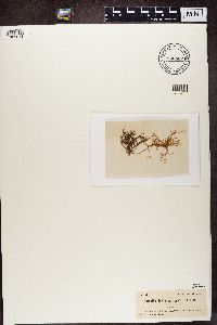 Ramalina farinacea image