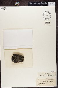 Buellia ocellata image