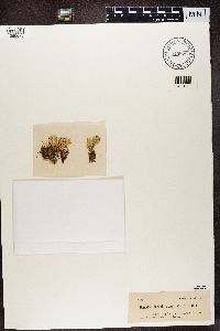 Cladonia turgida image