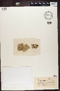 Arctoparmelia centrifuga image