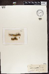 Teloschistes chrysophthalmus image