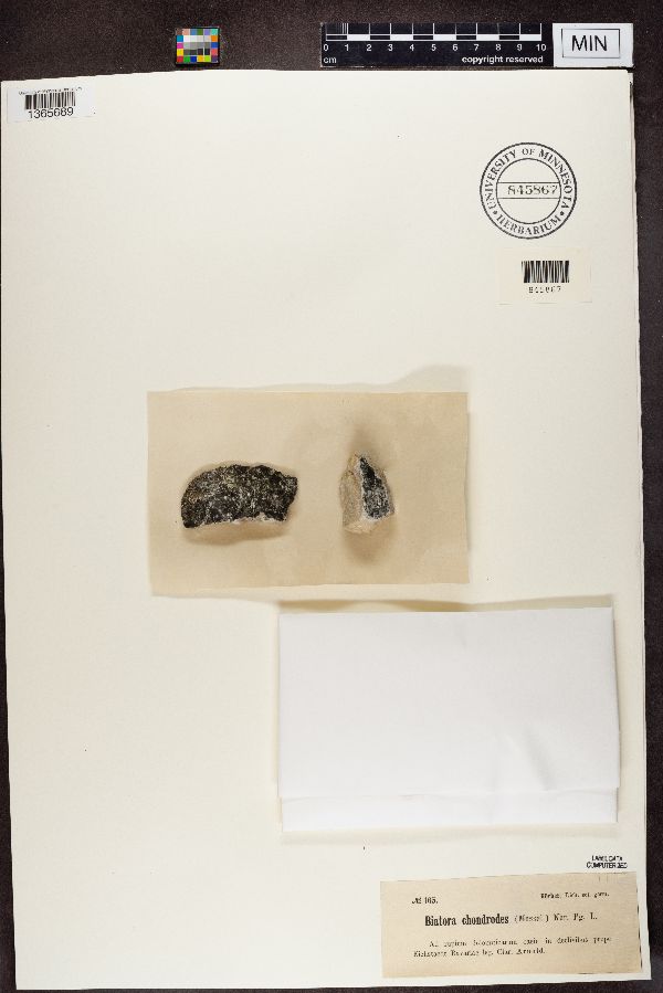 Clauzadea chondrodes image