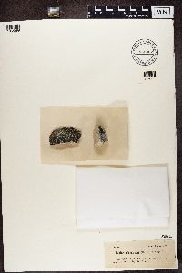Image of Clauzadea chondrodes