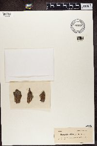 Mycoporum elabens image