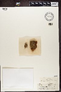 Biatora sphaeroides image
