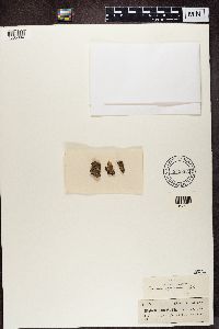 Biatora phaeostigma image