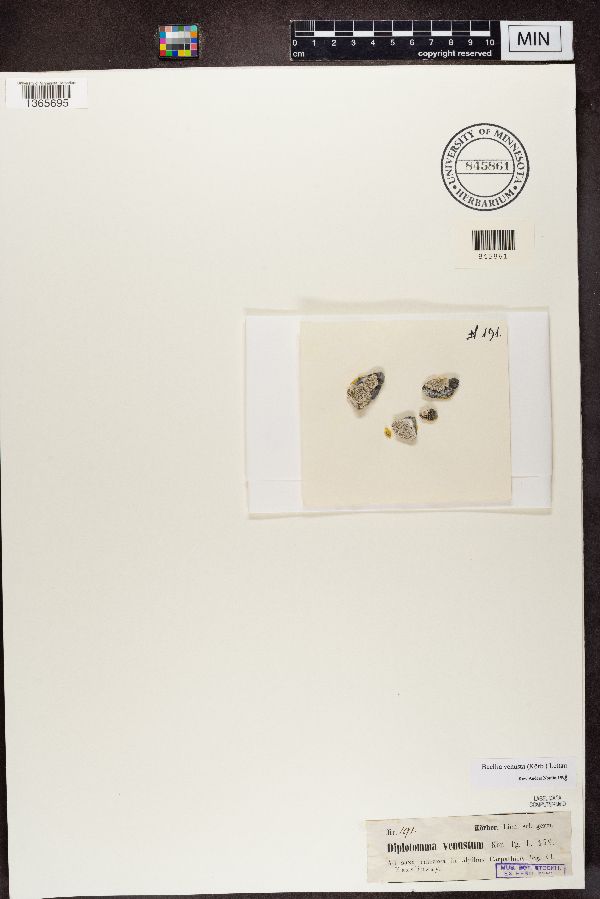 Diplotomma venustum image