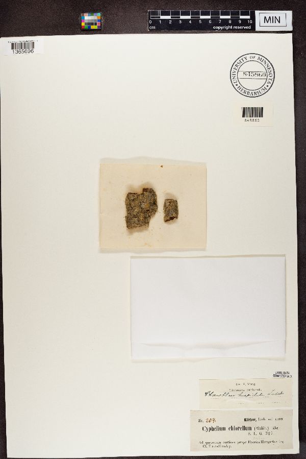 Cyphelium chlorellum image