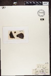 Collema microphyllum image