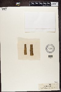 Pyrenula coryli image