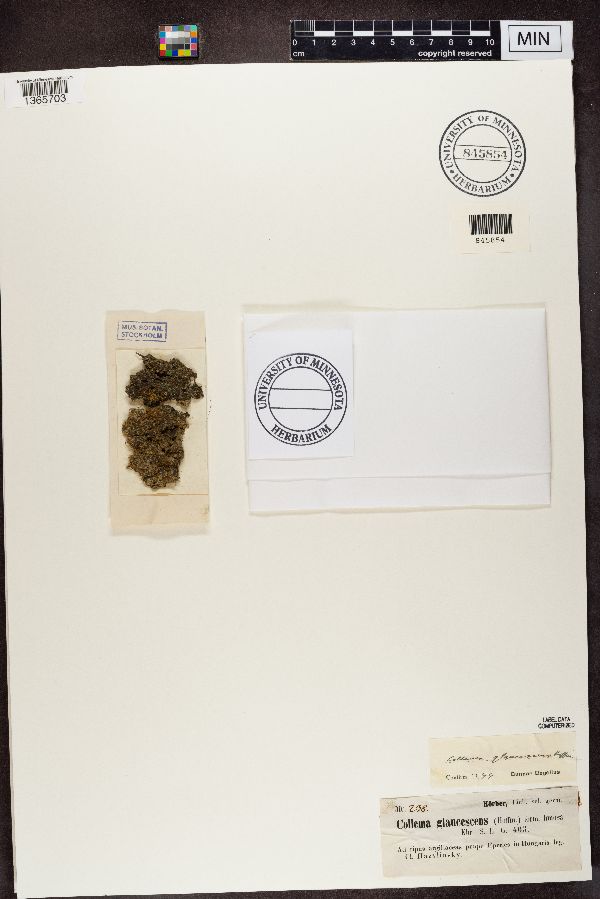 Enchylium limosum image