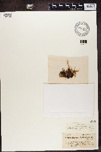 Alectoria nigricans image