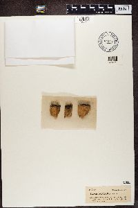 Cladonia botrytes image