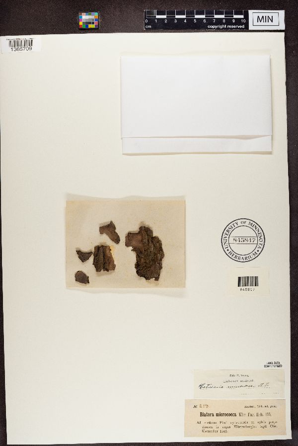 Micarea micrococca image