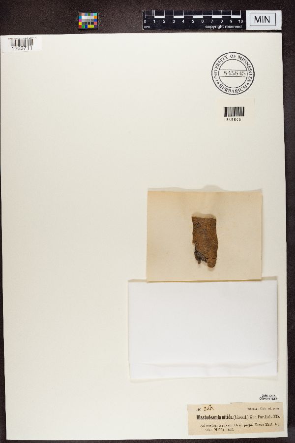 Arthopyreniaceae image