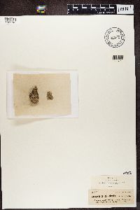 Dimelaena oreina image