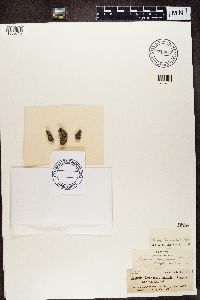 Blastenia ferruginea image