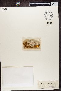 Thumbnail image of current specimen