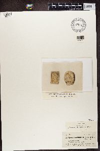 Arthonia marmorata image