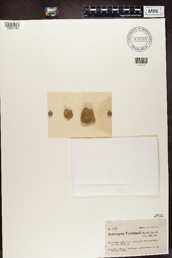 Acarospora veronensis image