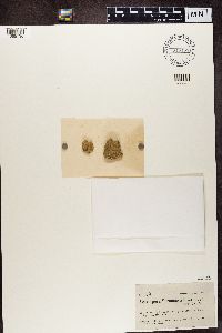 Media resource of Acarospora veronensis