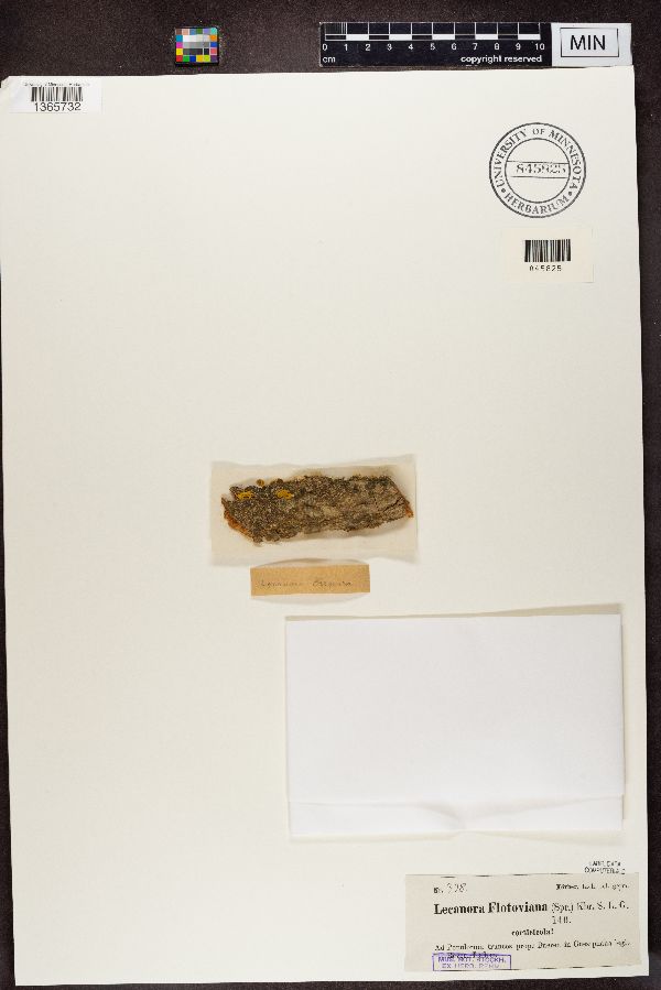 Lecanora flotoviana image