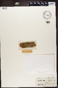 Media resource of Lecanora flotoviana