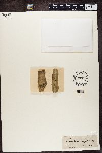 Julella sericea image