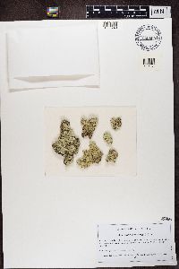 Arctoparmelia centrifuga image