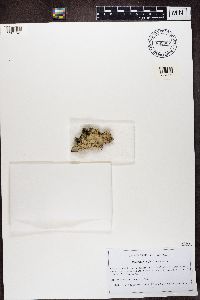 Baeomyces rufus image