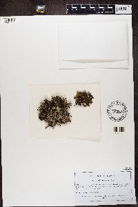 Cetraria ericetorum image