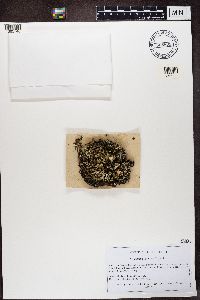 Cladonia coccifera image