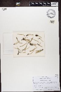 Cladonia cornuta image