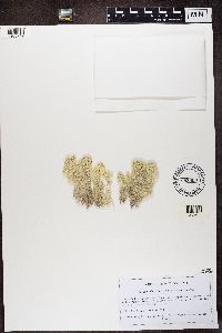 Cladonia stellaris image