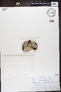 Icmadophila ericetorum image