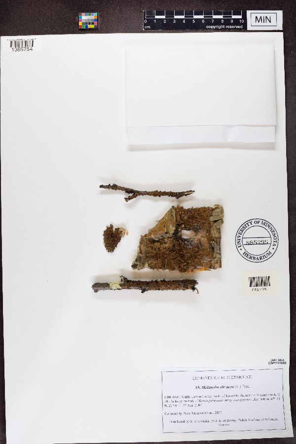 Melanohalea olivacea image