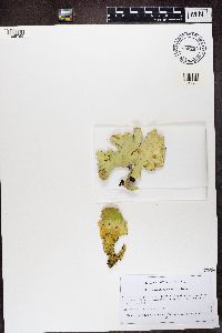 Nephroma arcticum image