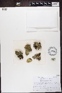 Peltigera aphthosa image