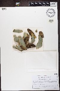 Peltigera malacea image