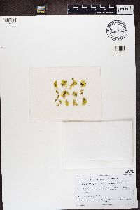 Vulpicida pinastri image