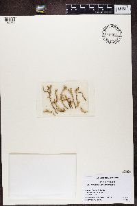 Stereocaulon tomentosum image