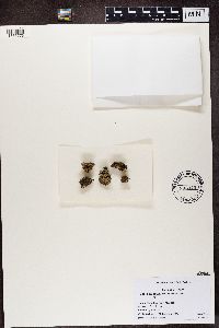 Stereocaulon vesuvianum image