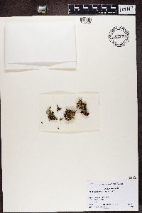 Cladonia subcariosa image