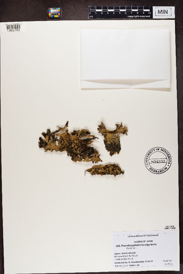 Pseudocyphellaria image