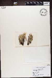 Cladonia scabriuscula image