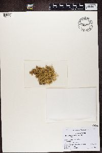 Evernia mesomorpha image