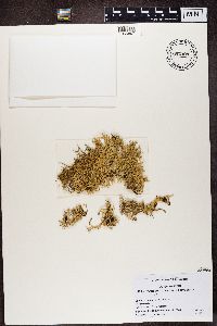 Media resource of Evernia mesomorpha