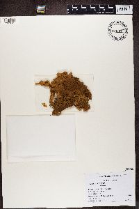 Lobaria pulmonaria image